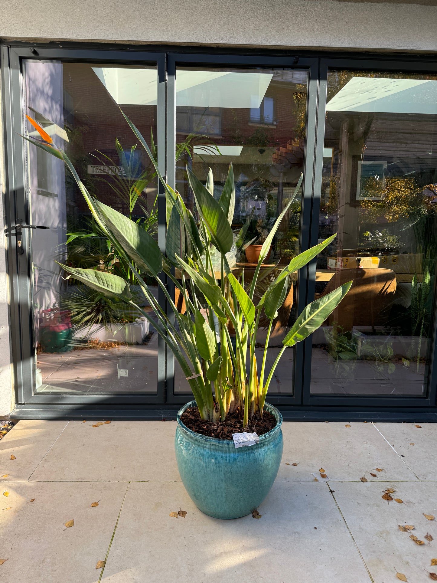 170cm Flowering Strelitzia Reginae (Bird of Paradise) in ceramic pot