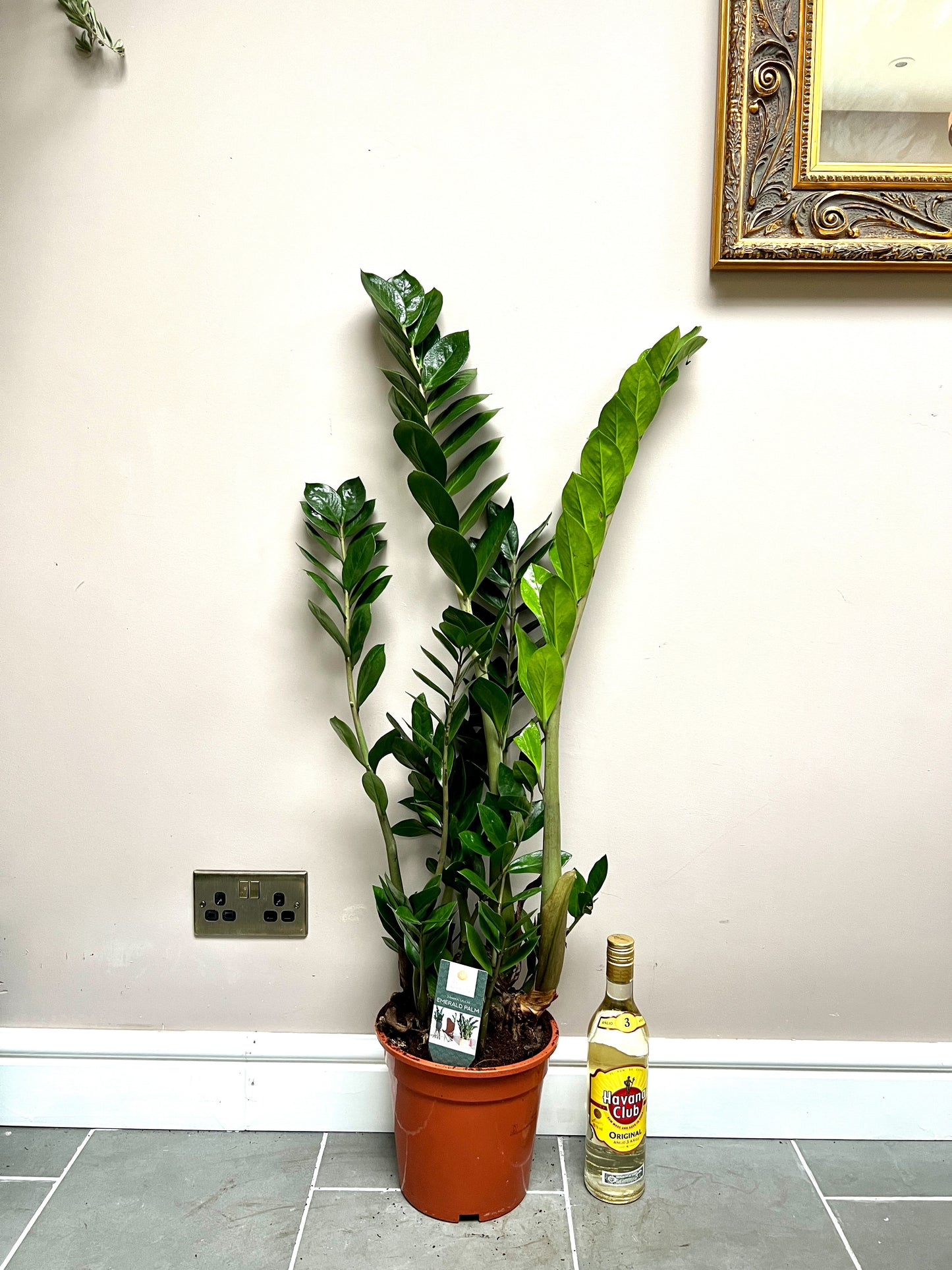 110cm ZZ Plant