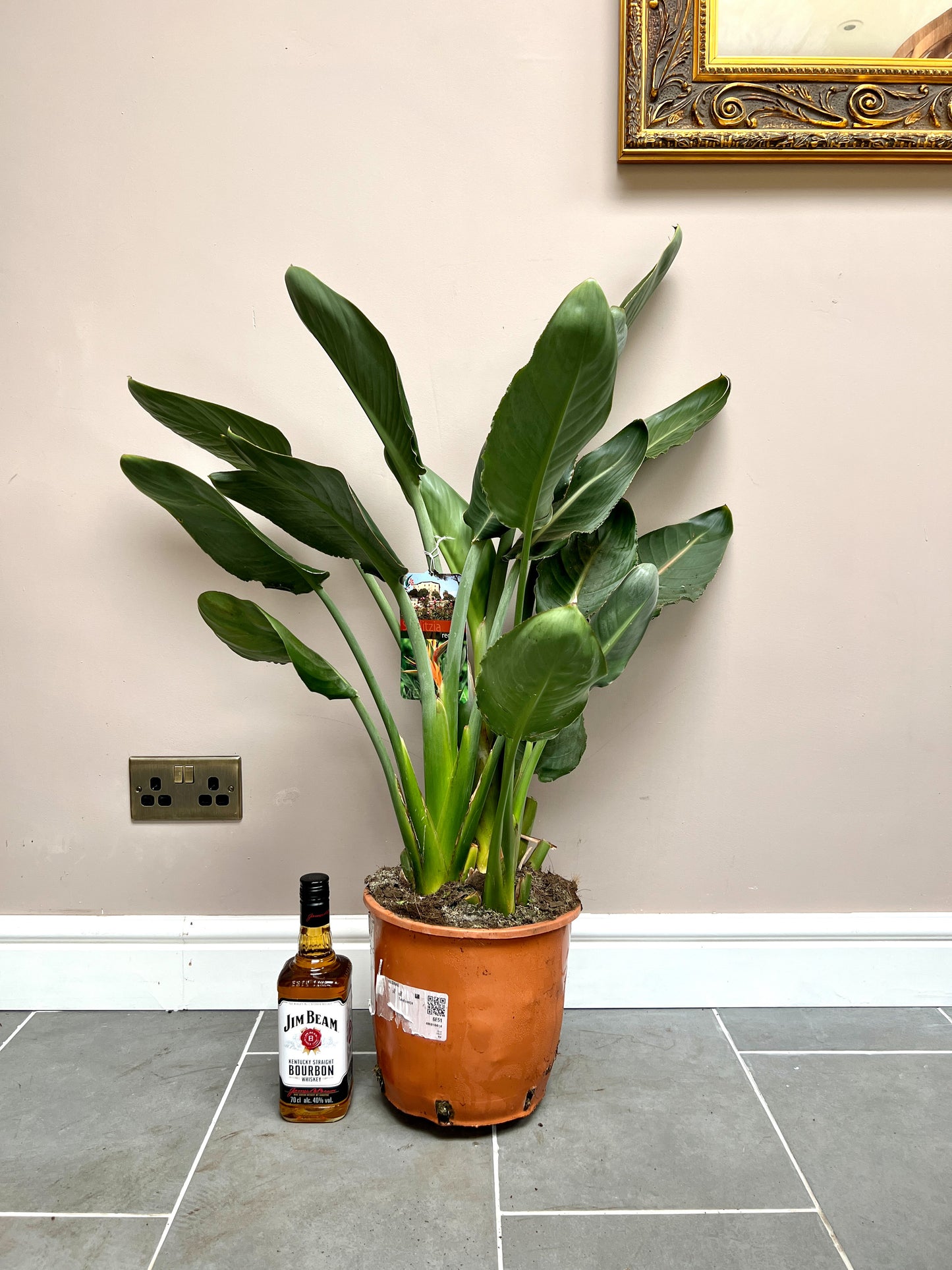 100cm orange flowering Strelitzia Reginae