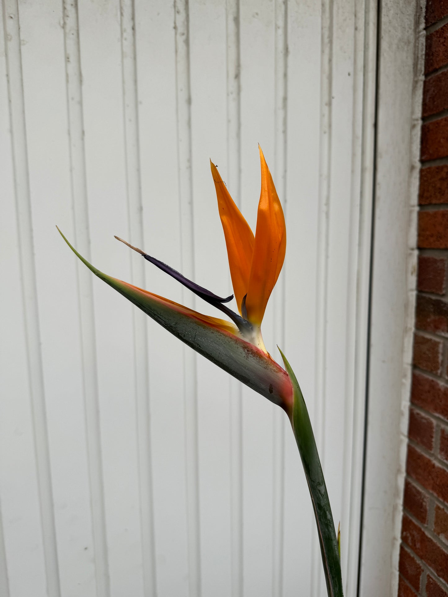 160cm flowering Strelitzia reginae (Bird of paradise)