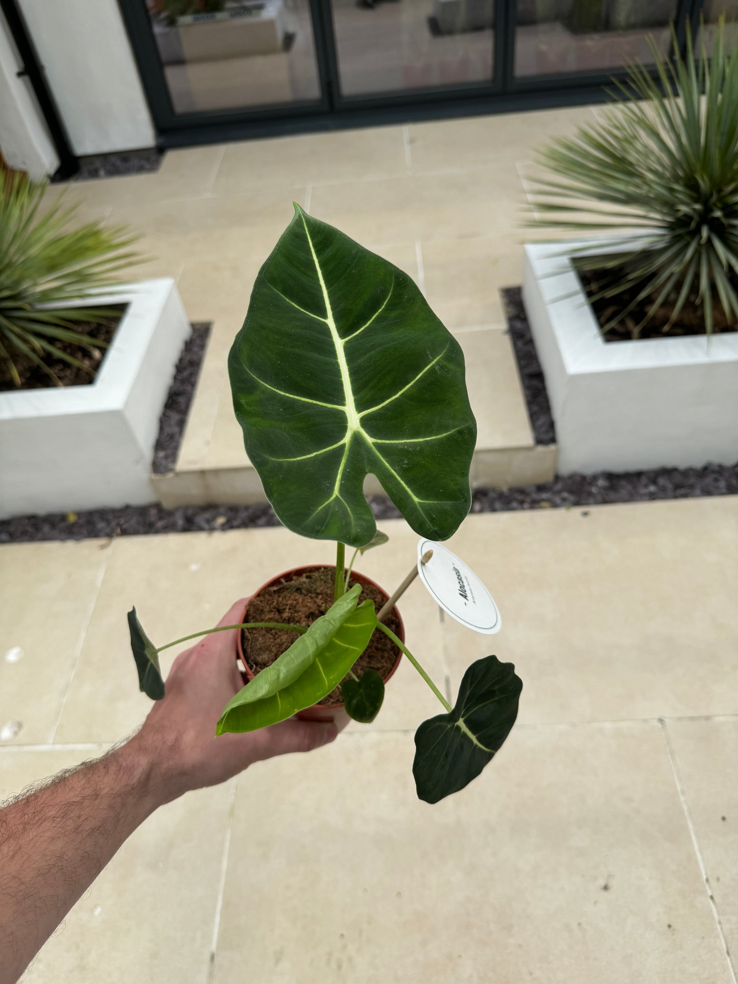 25cm Alocasia Frydek