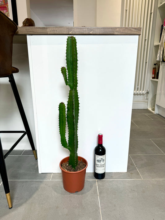 90cm Euphorbia Acrurensis Cactus
