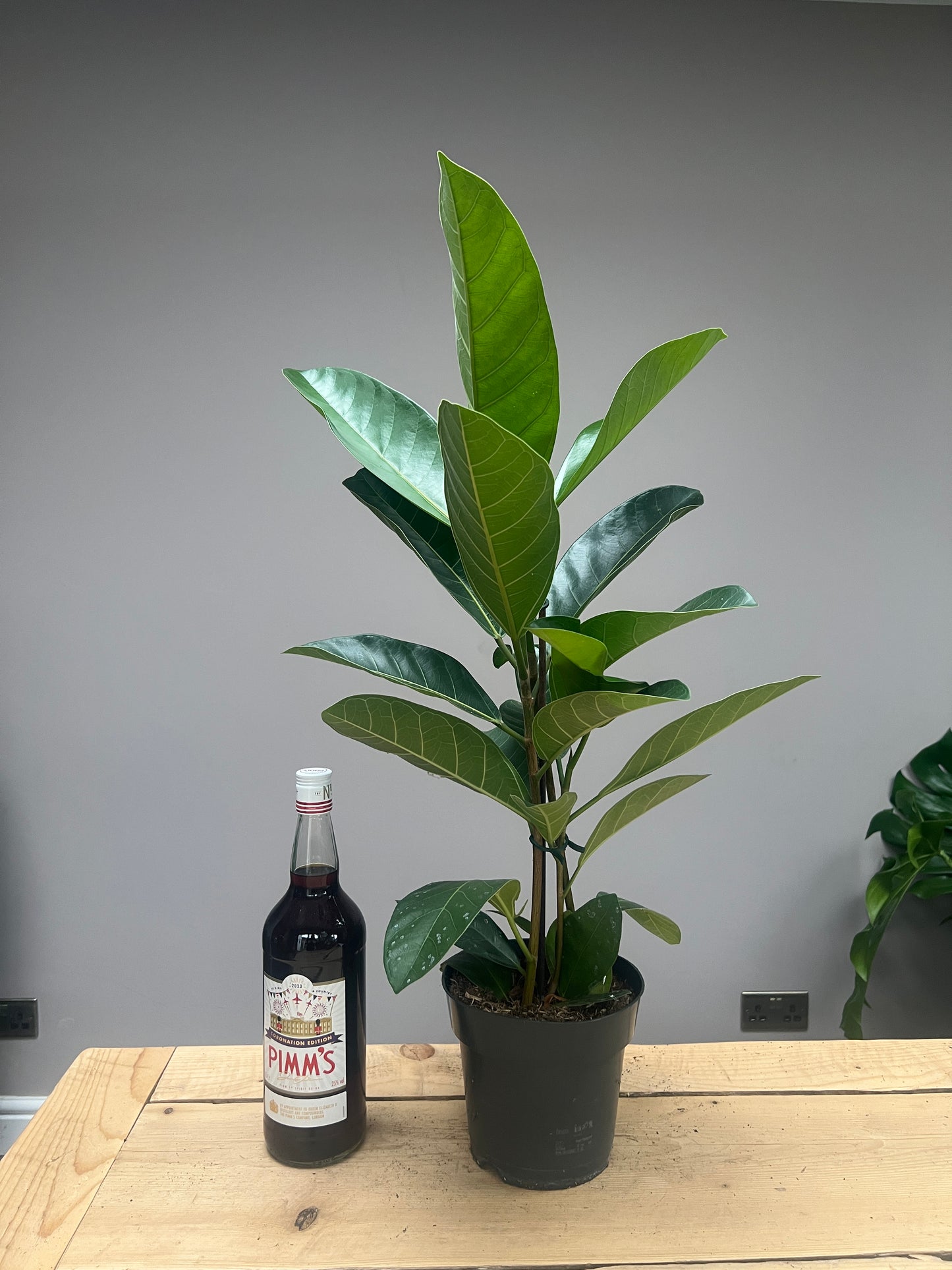 80cm Ficus Beng Roy