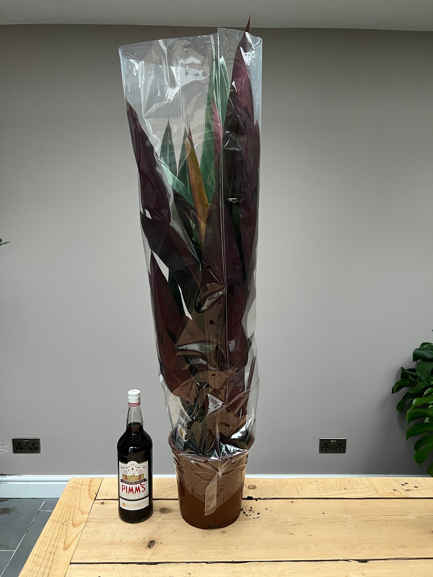 Giant 100cm Stromanthe triostar