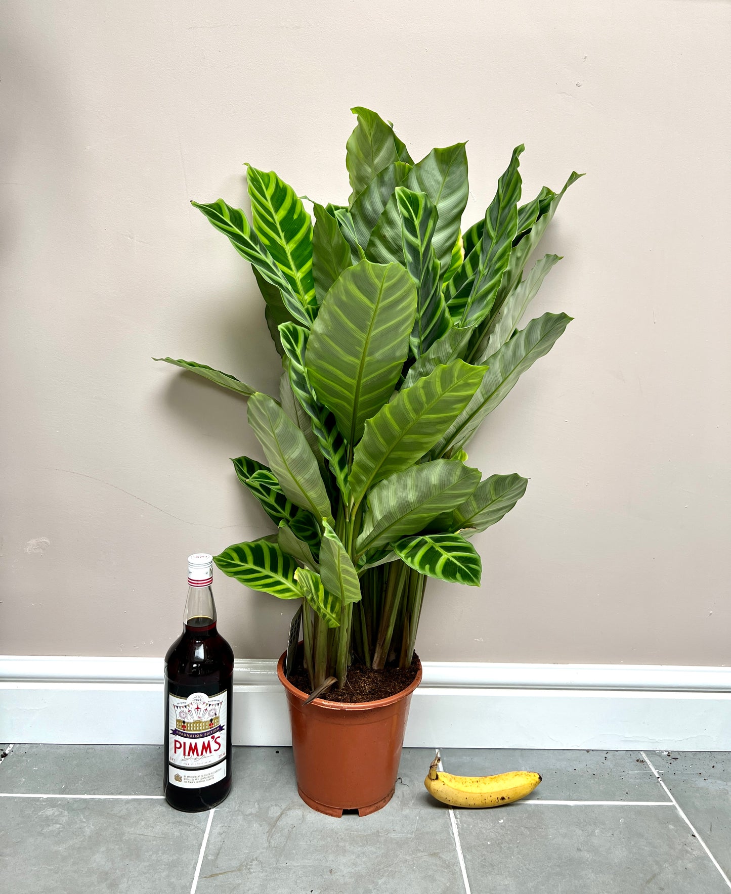 85cm Calathea zebrina
