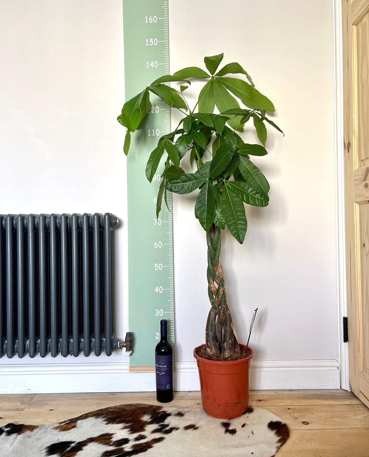 130cm Pachira Aquatica (Money Tree)