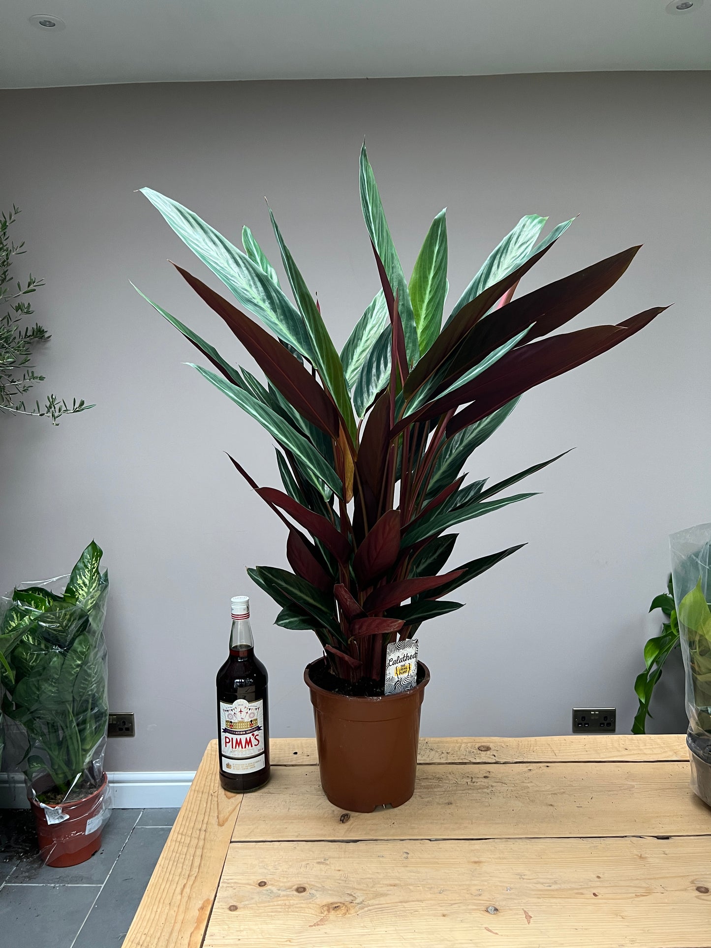 Giant 100cm Stromanthe triostar