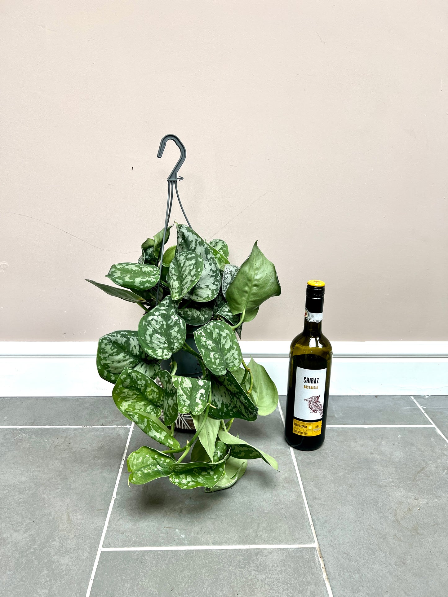 60cm Hanging Satin Pothos (Scindapsus pictus trebie)