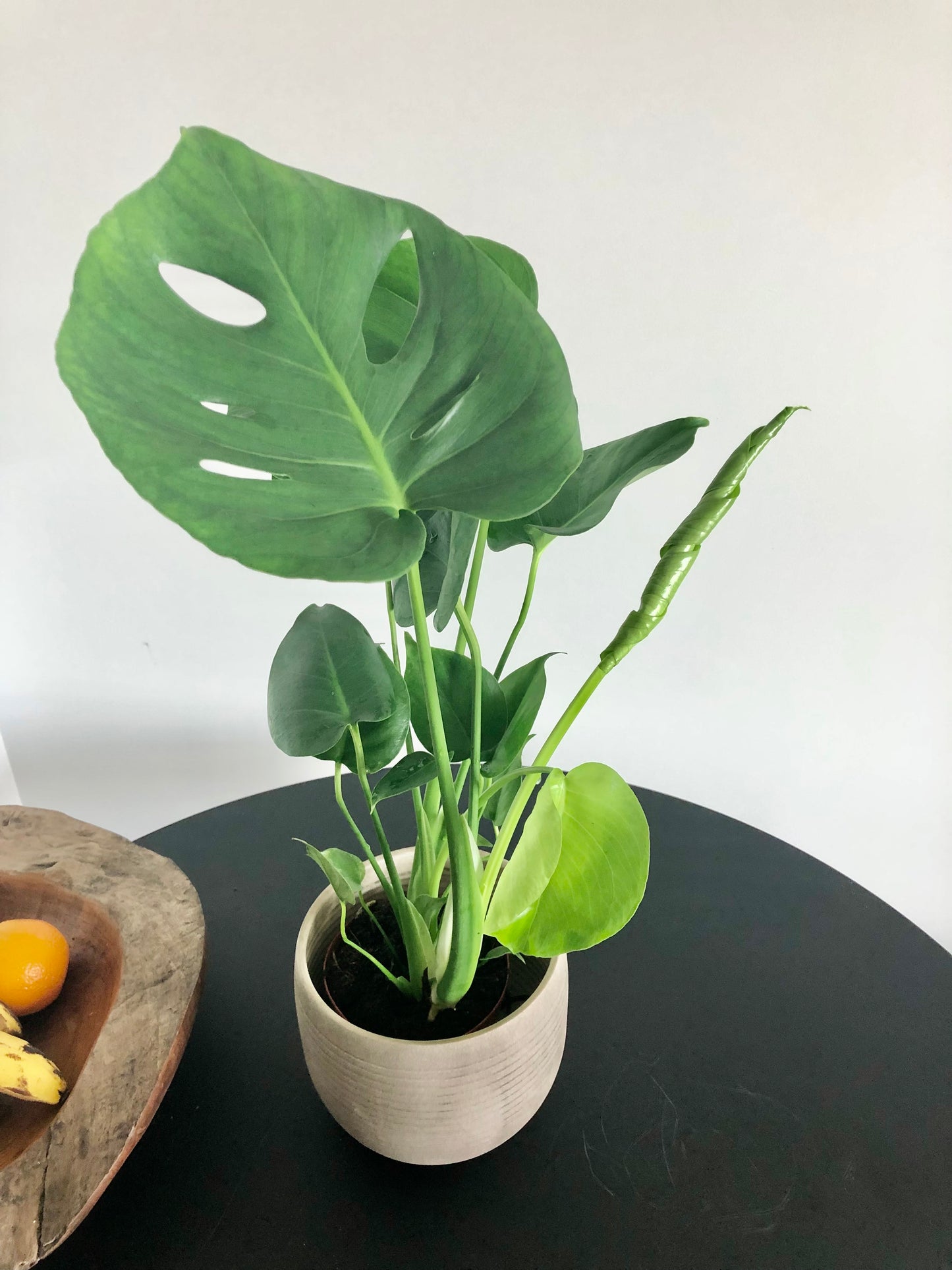 Swiss Cheese Plant (Monstera deliciosa)