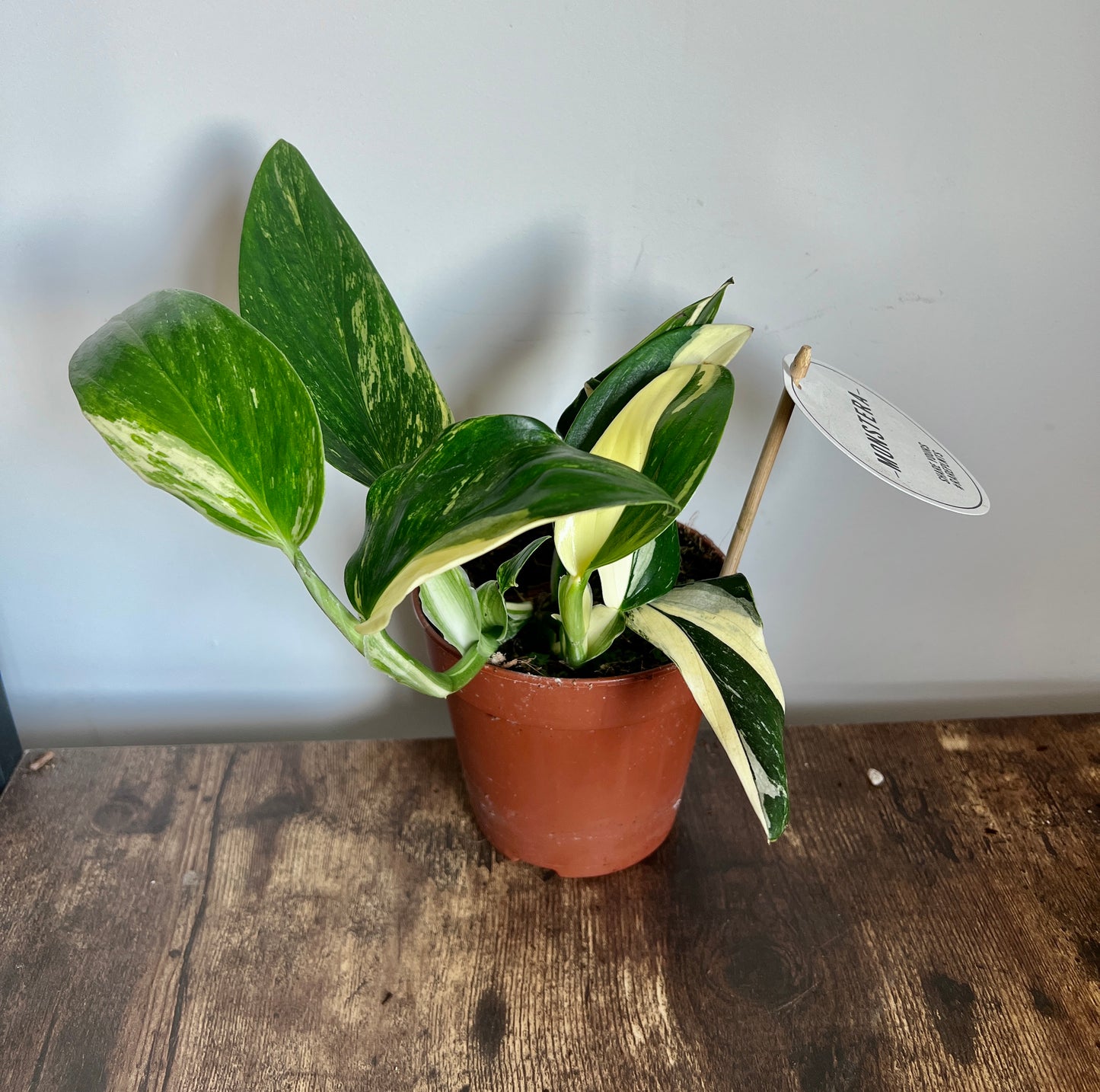 25cm Variegated Monstera Standleyana