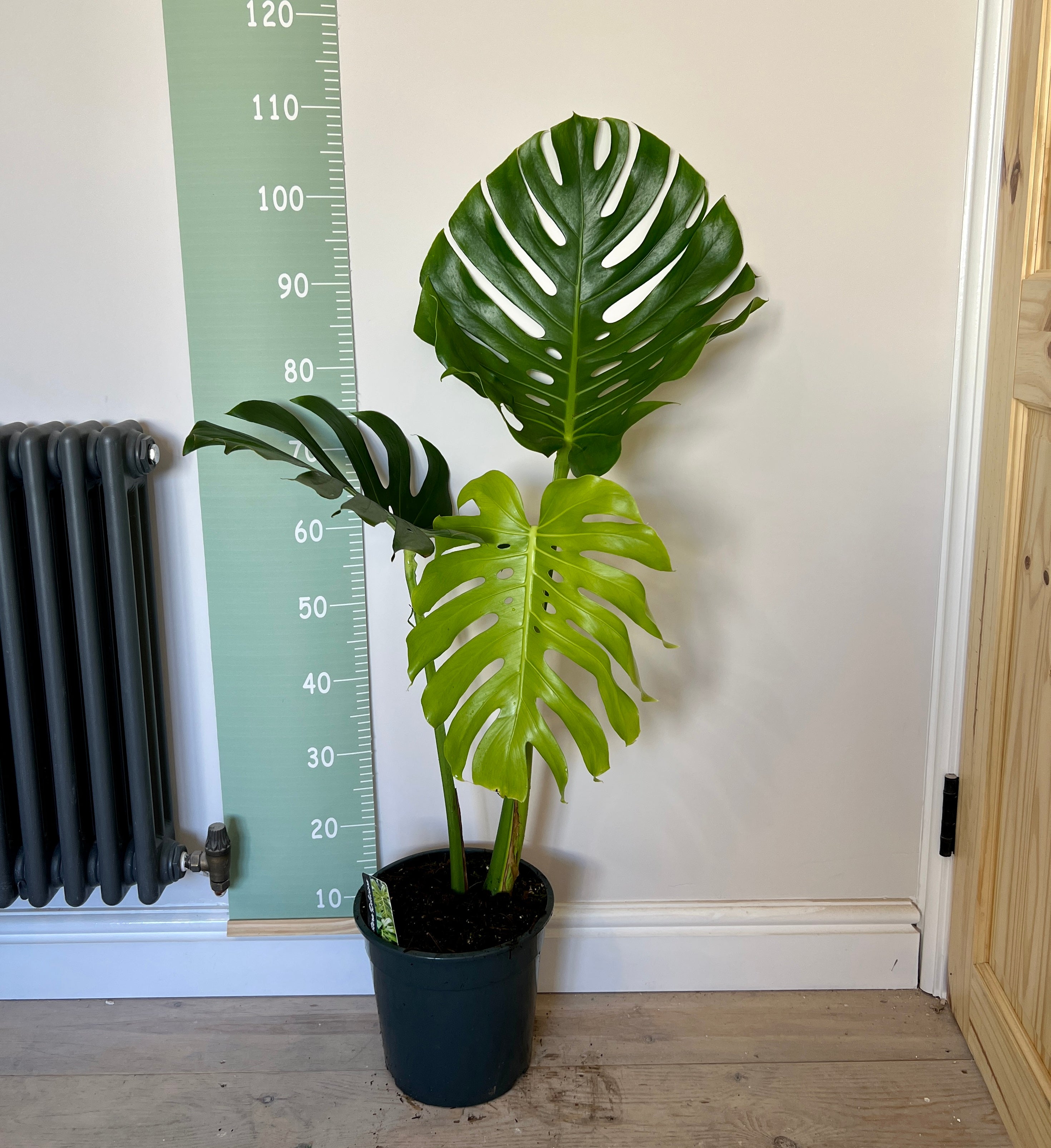 large monstera deliciosa uk 100cm Monstera Deliciosa (Swiss Cheese Plant) large form – Bristol Plant Man
