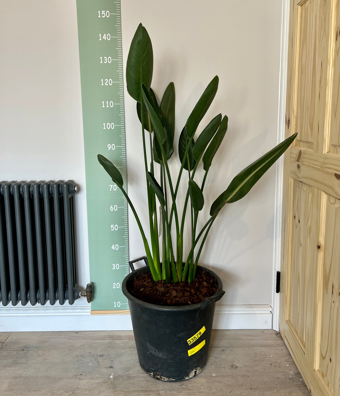 130cm Quad Strelitzia Reginae (Bird of Paradise)