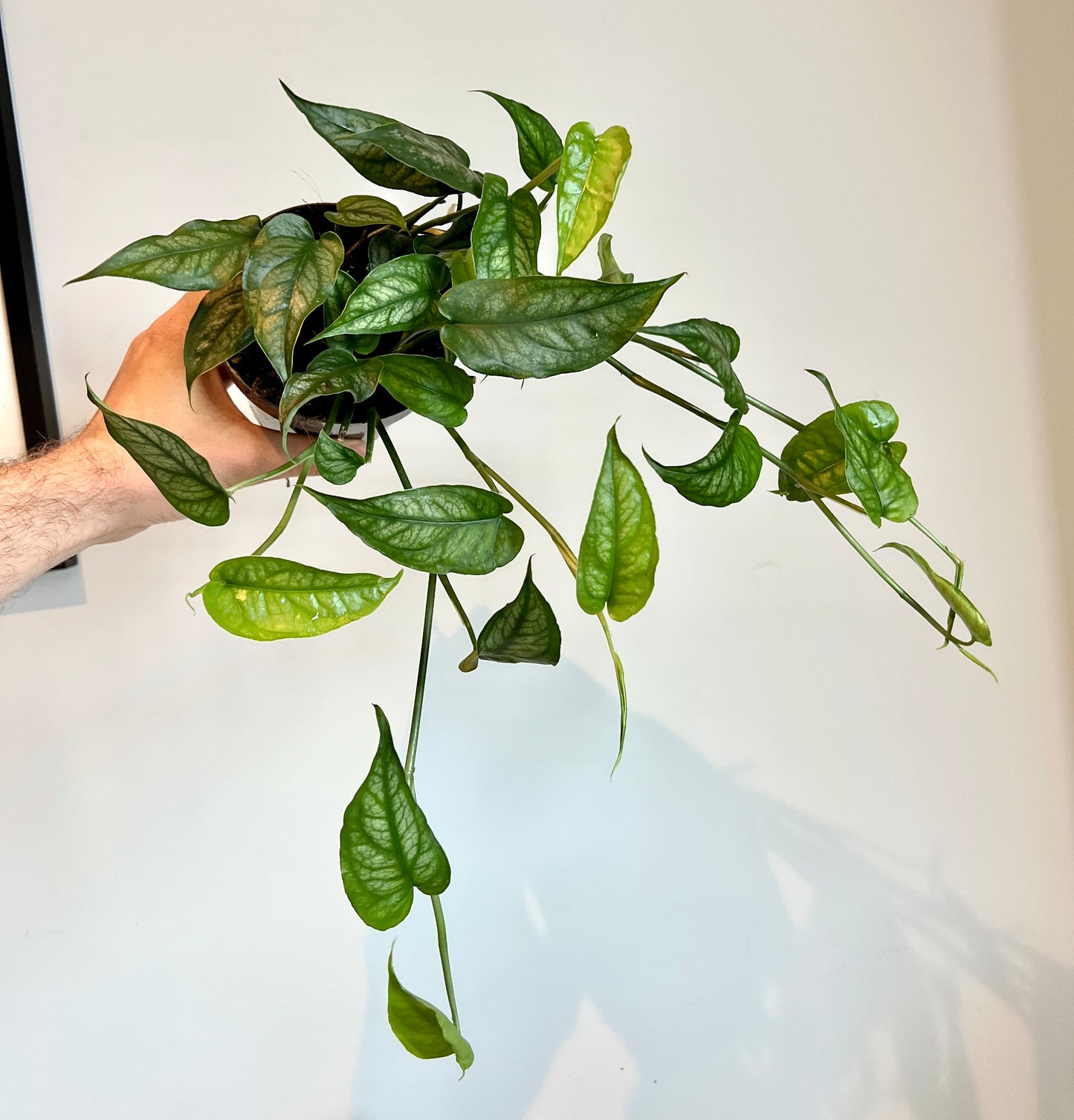 75cm Monstera Siltepecana