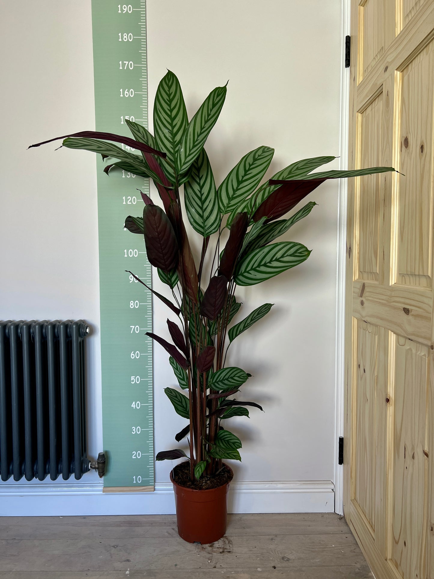 140cm Ctenanthe Oppenheimiana