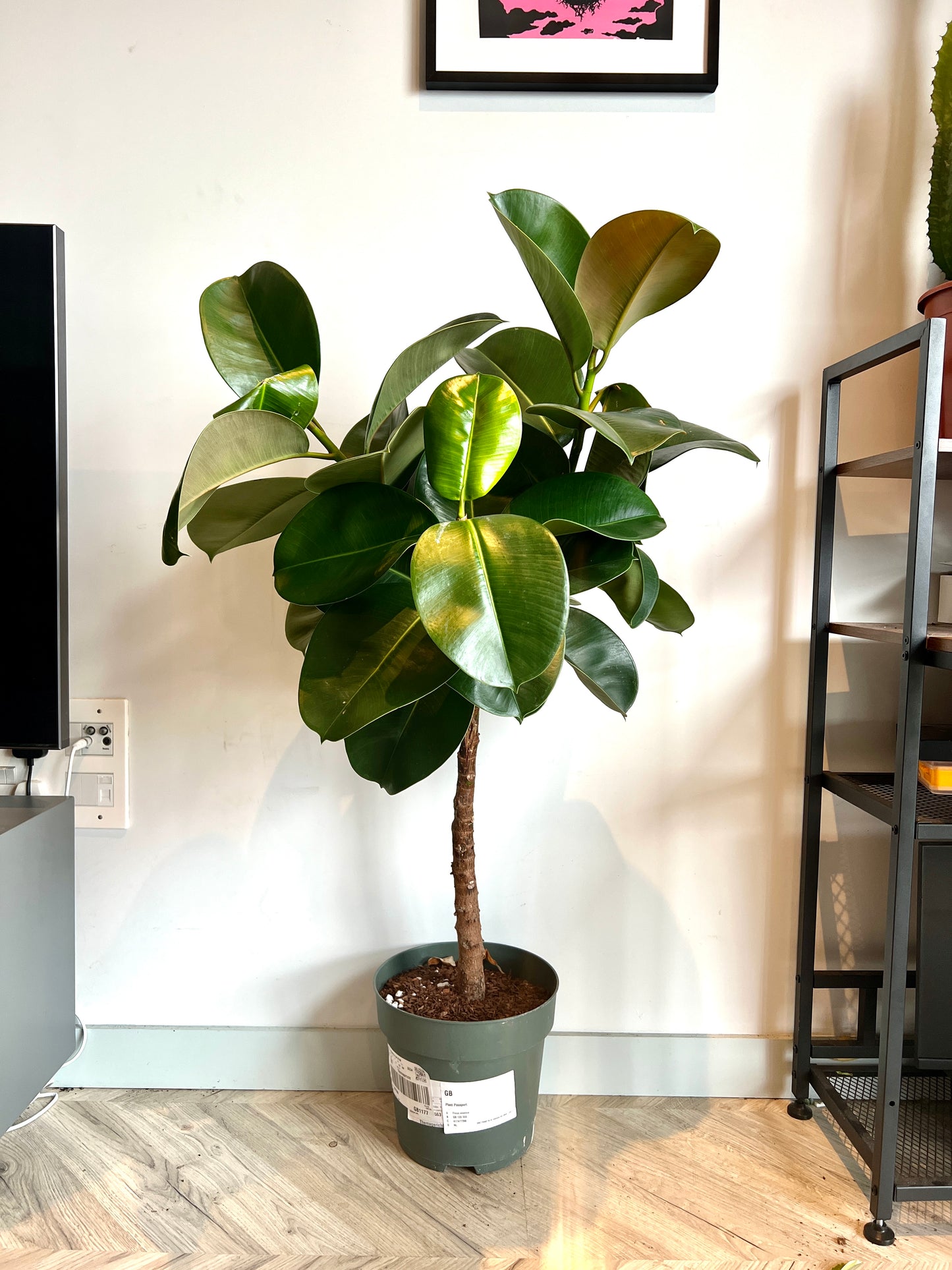 130cm Ficus Elastica Tree (Rubber Plant)