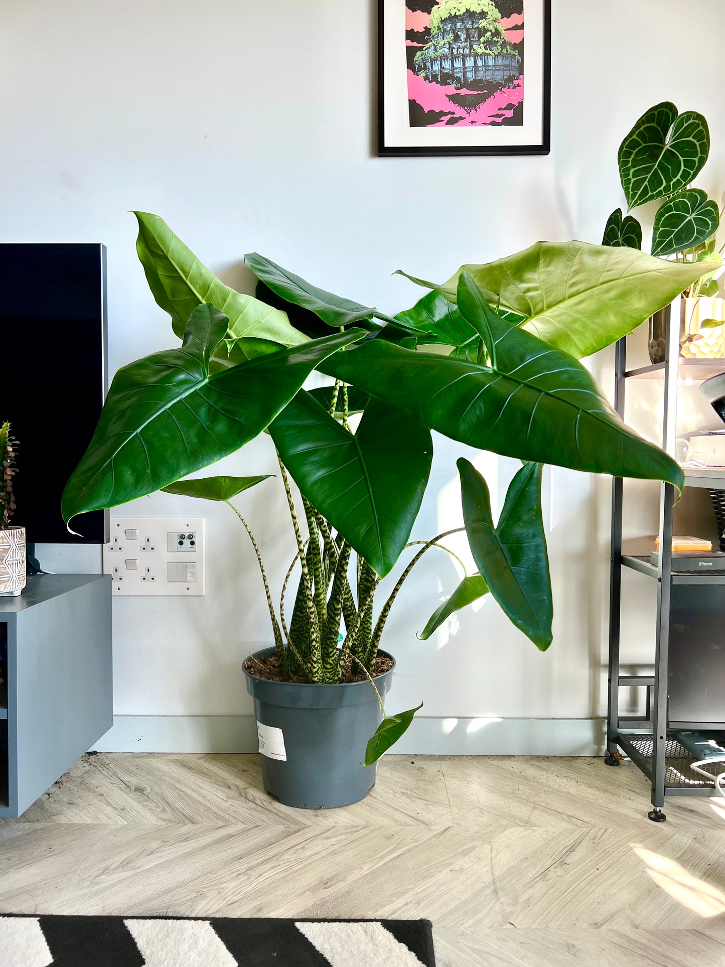 150cm Giant Alocasia Zebrina