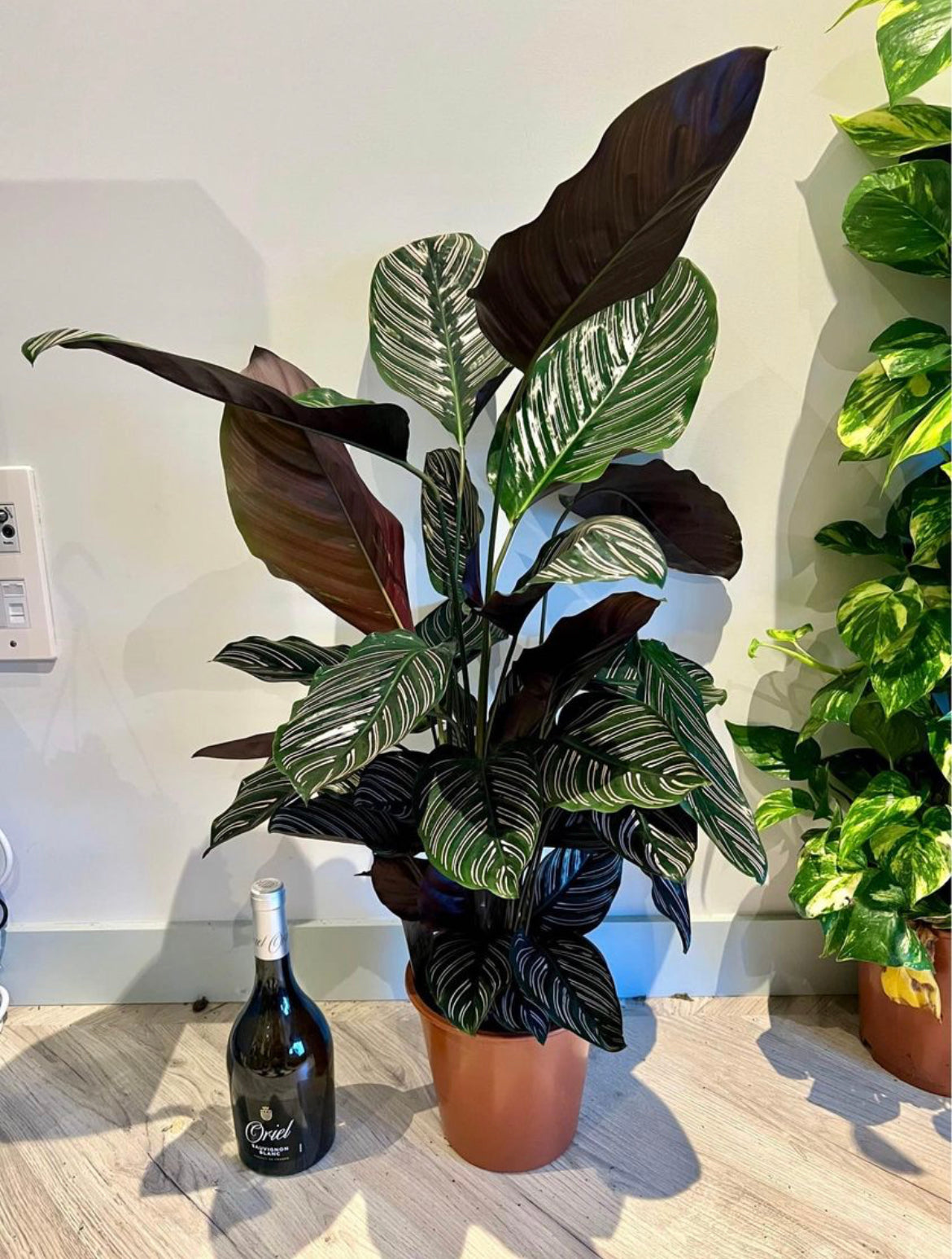 100cm Calathea Sanderiana