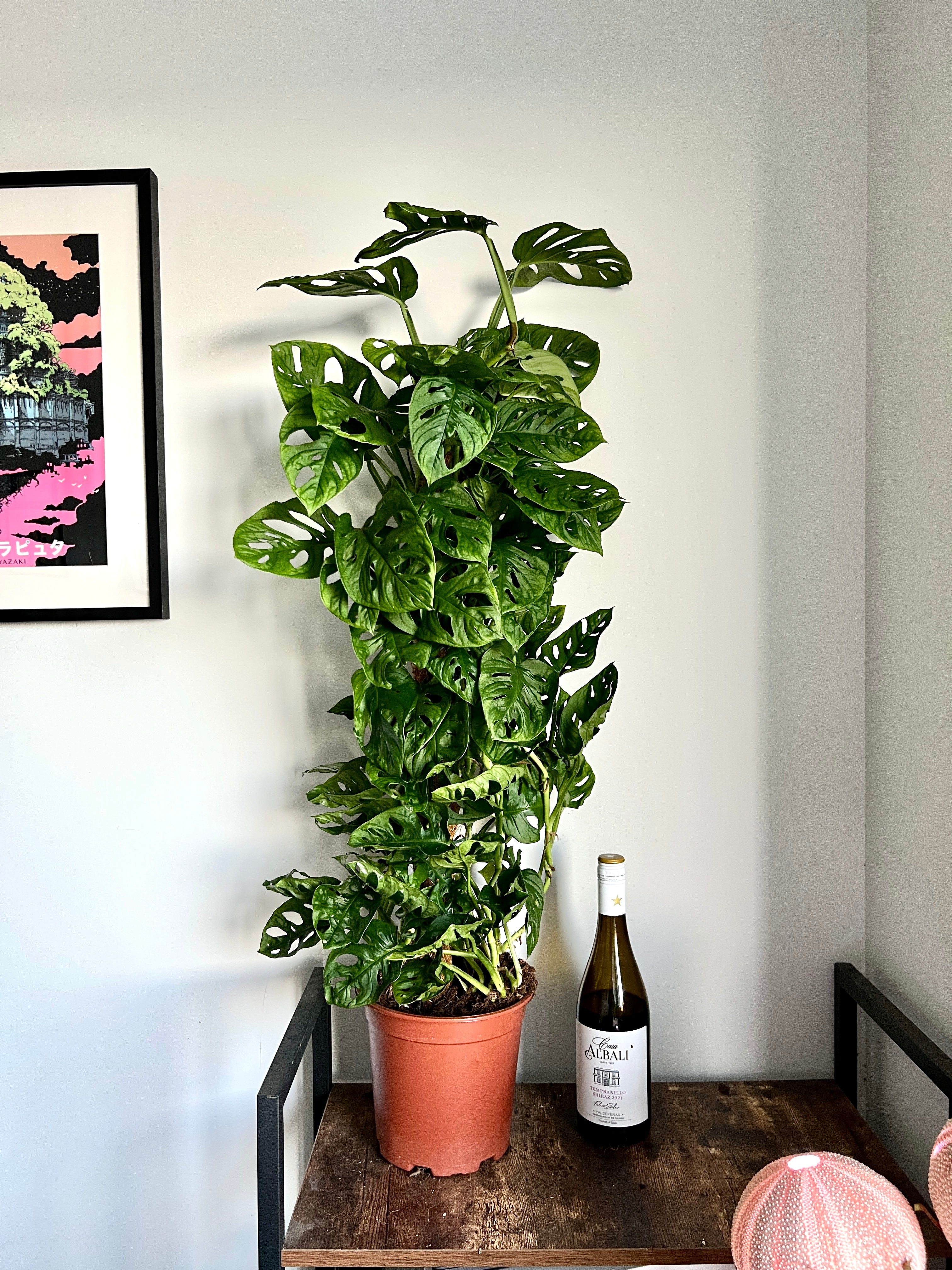 100cm Monstera Adansonii Monkey Leaf Swiss Cheese Plant Bristol 100cm Monstera Adansonii Monkey Leaf Swiss Cheese Plant Bristol