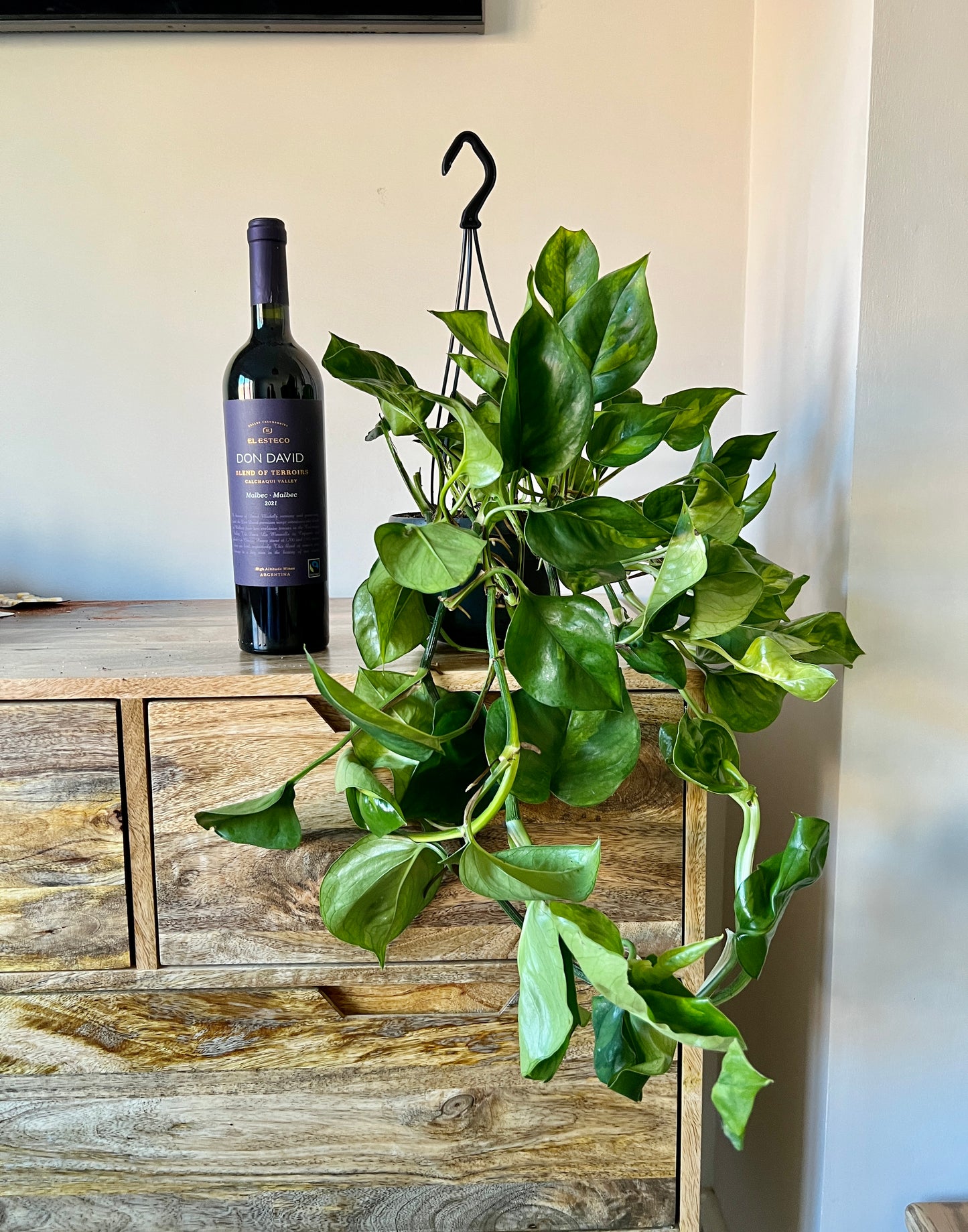 40cm Hanging Devils Ivy