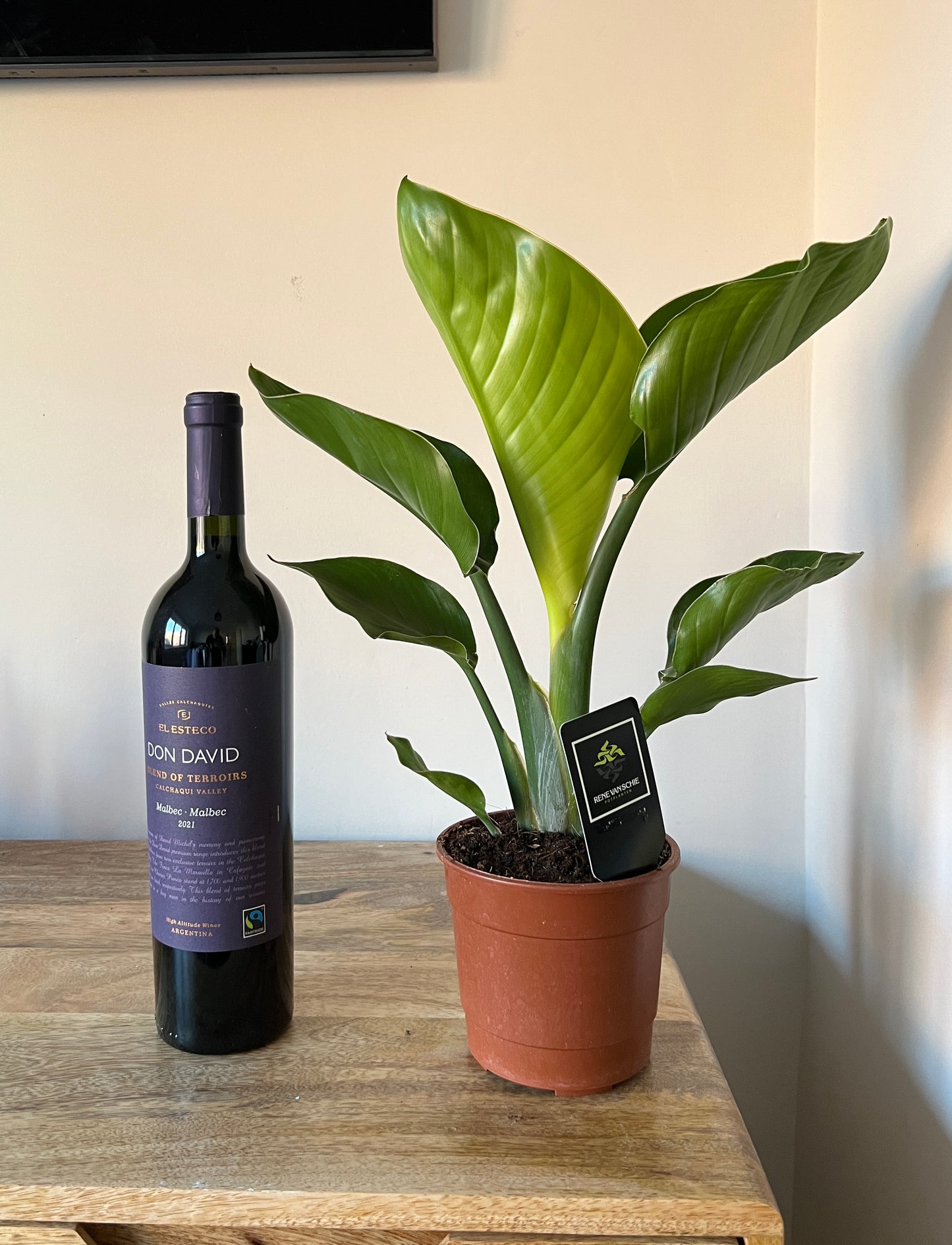 35cm Strelitzia Nicolai (Bird of Paradise)