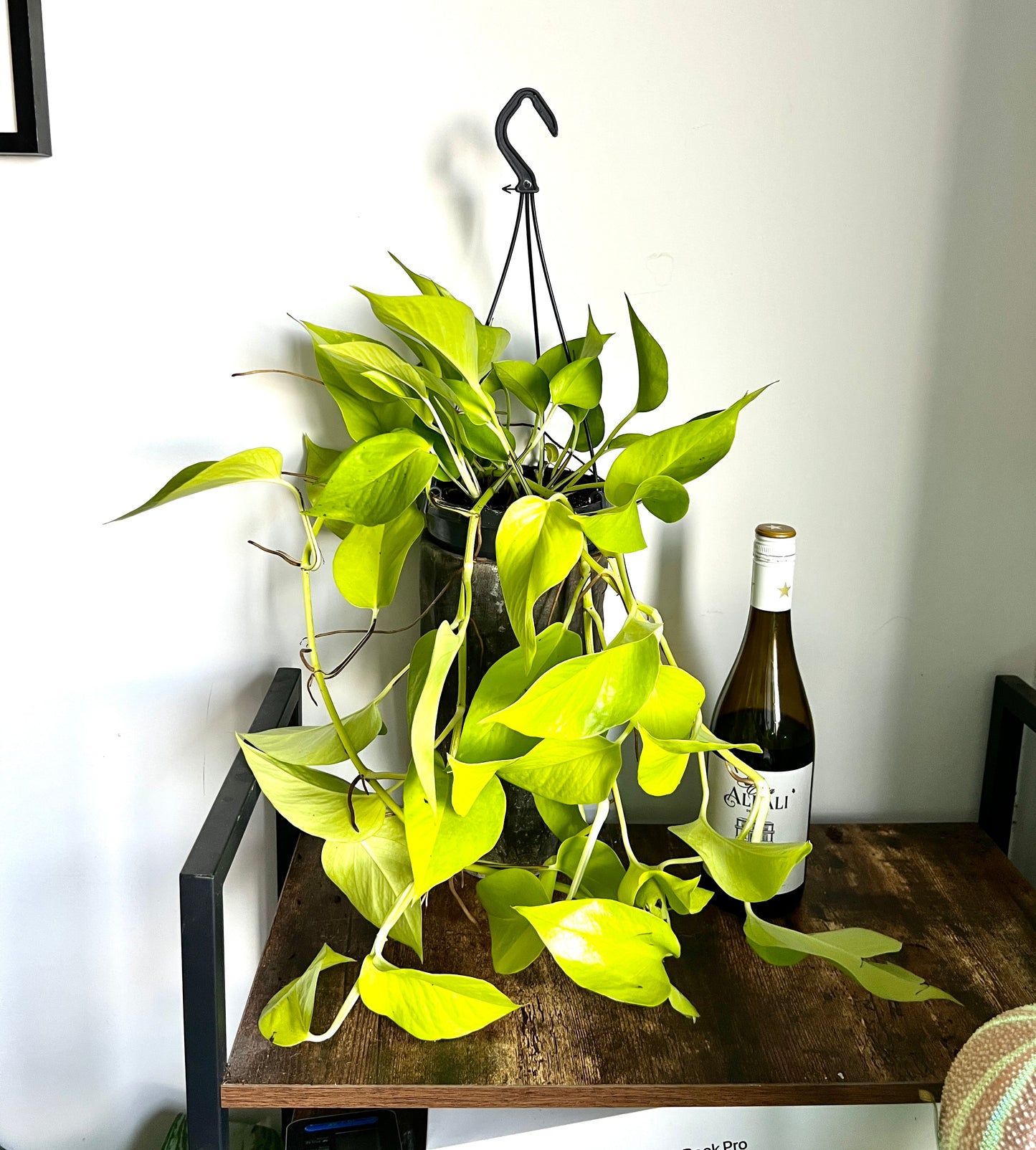 40cm Golden Neon Pothos Devils Ivy