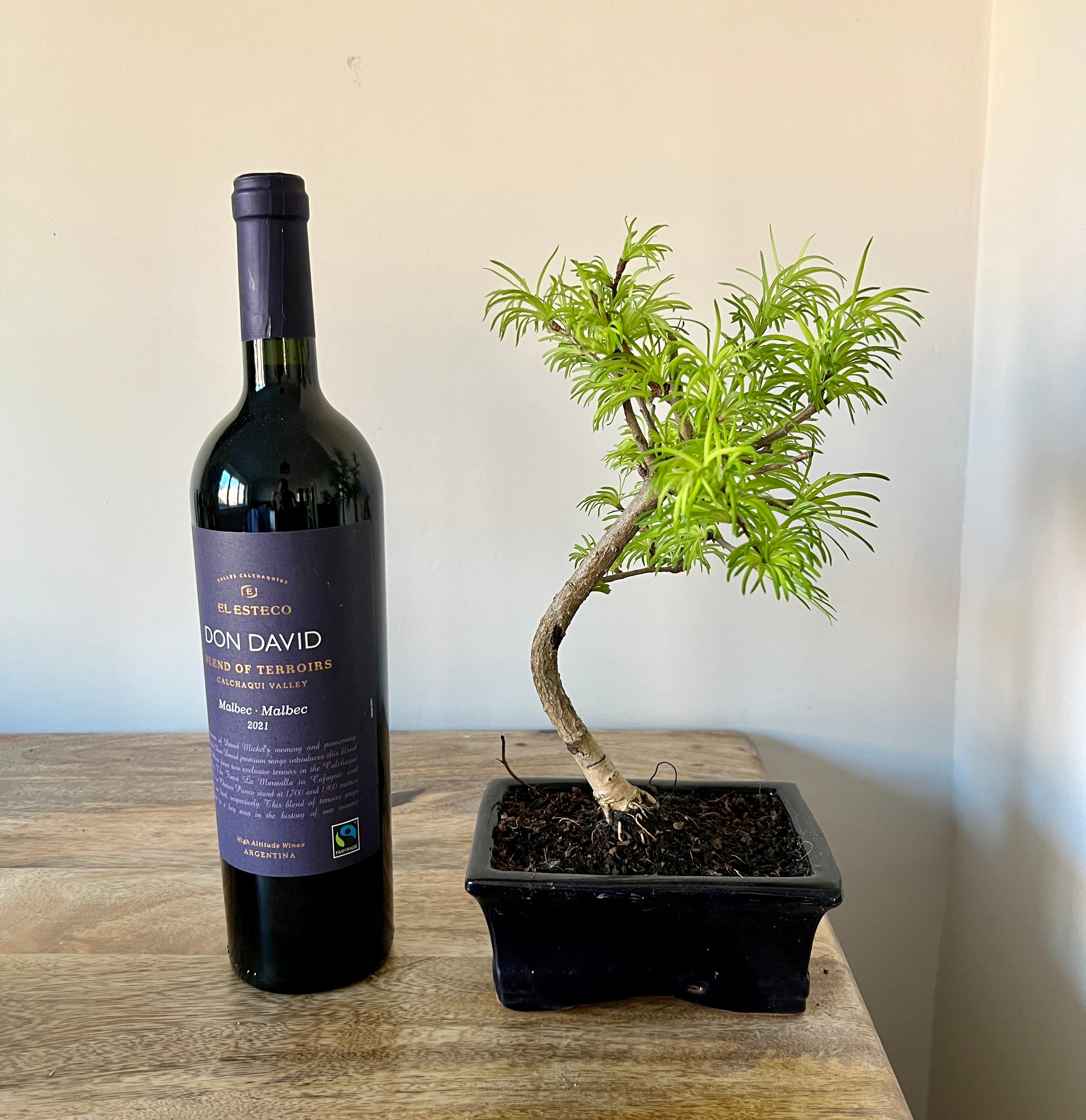 30cm Bonsai Tree Bristol Plant Man
