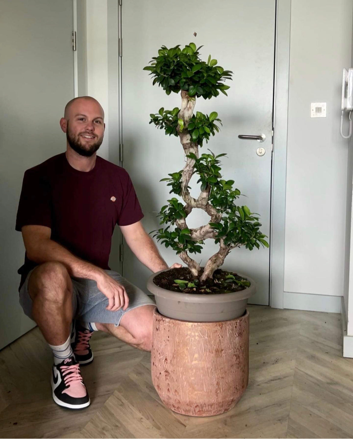 bonsai tree bristol Giant Ficus Ginseng Bonsai Tree – Bristol Plant Man