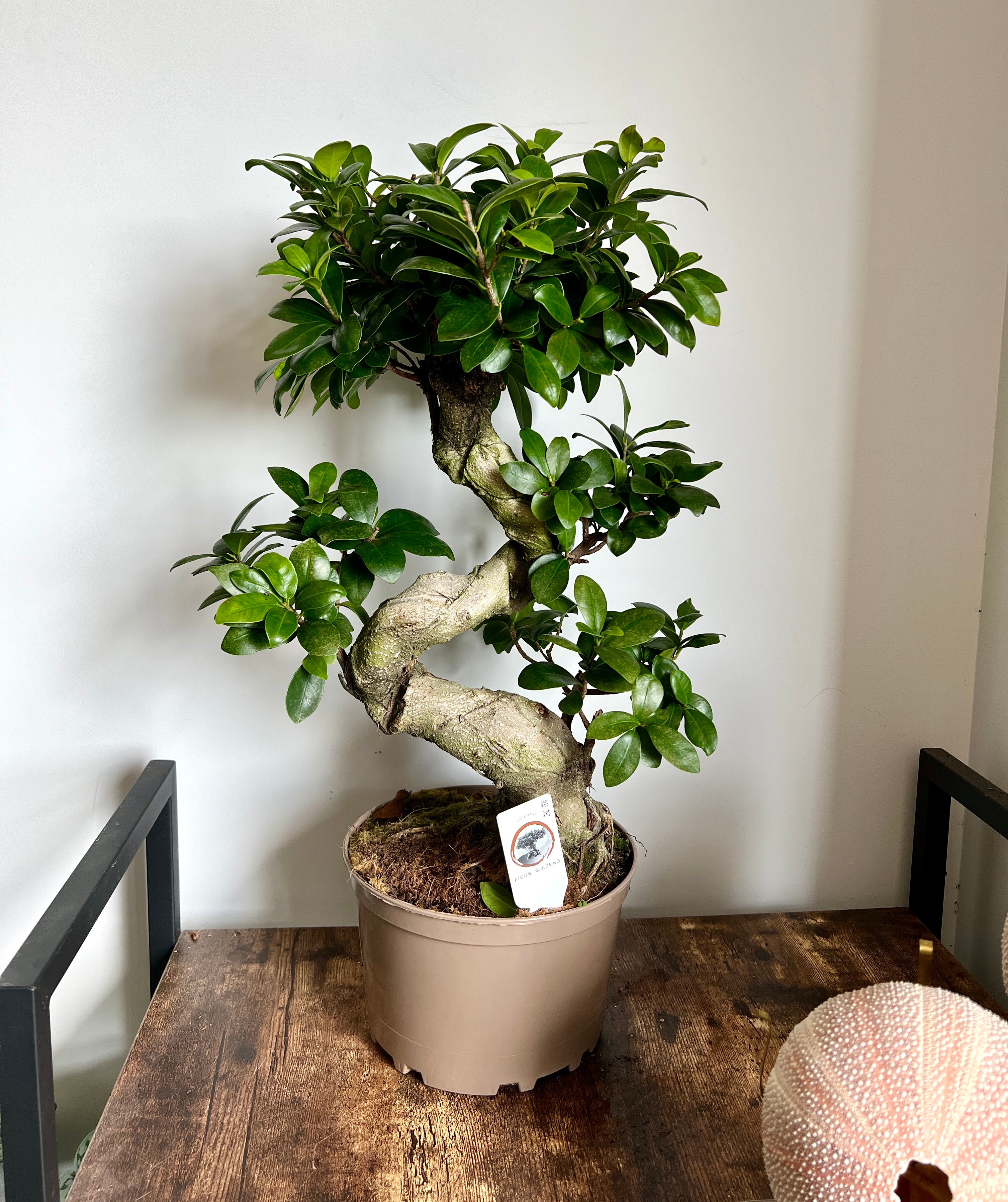 60cm Ficus Ginseng Bonsai Tree  Bristol Plant Man