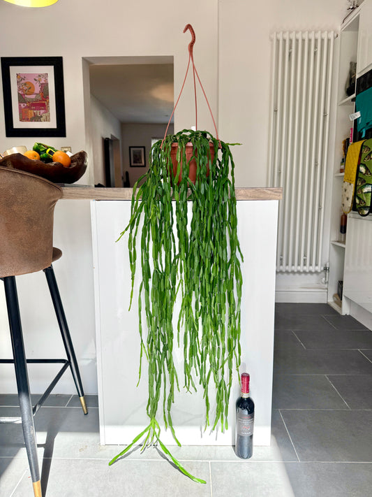 120cm Hanging Rhipsalis Paradoxa
