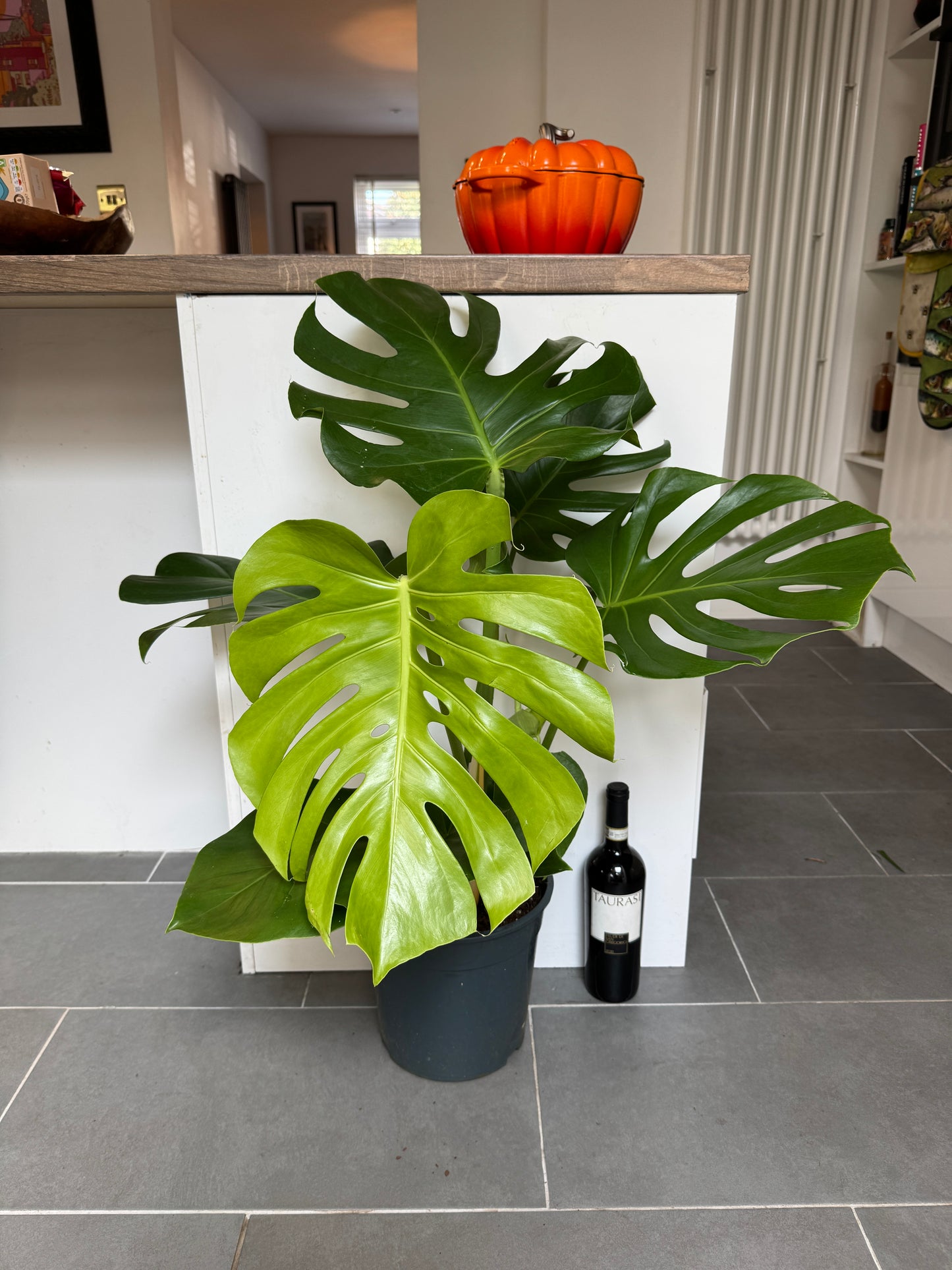 90cm Monstera Deliciosa (Swiss Cheese Plant)