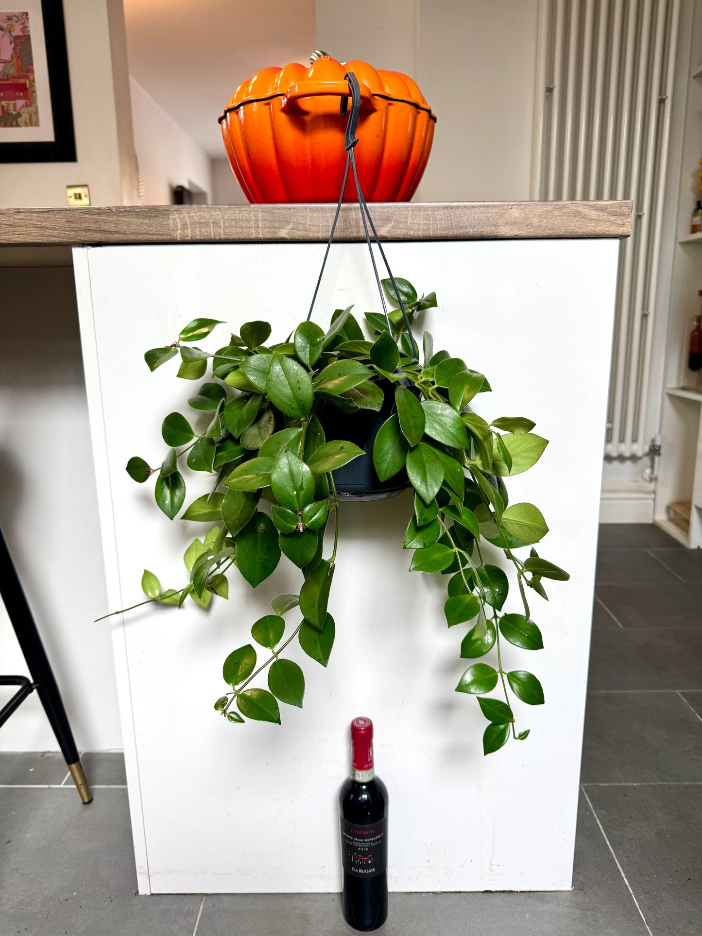 60cm Hanging Aeschynanthus Mona Lisa
