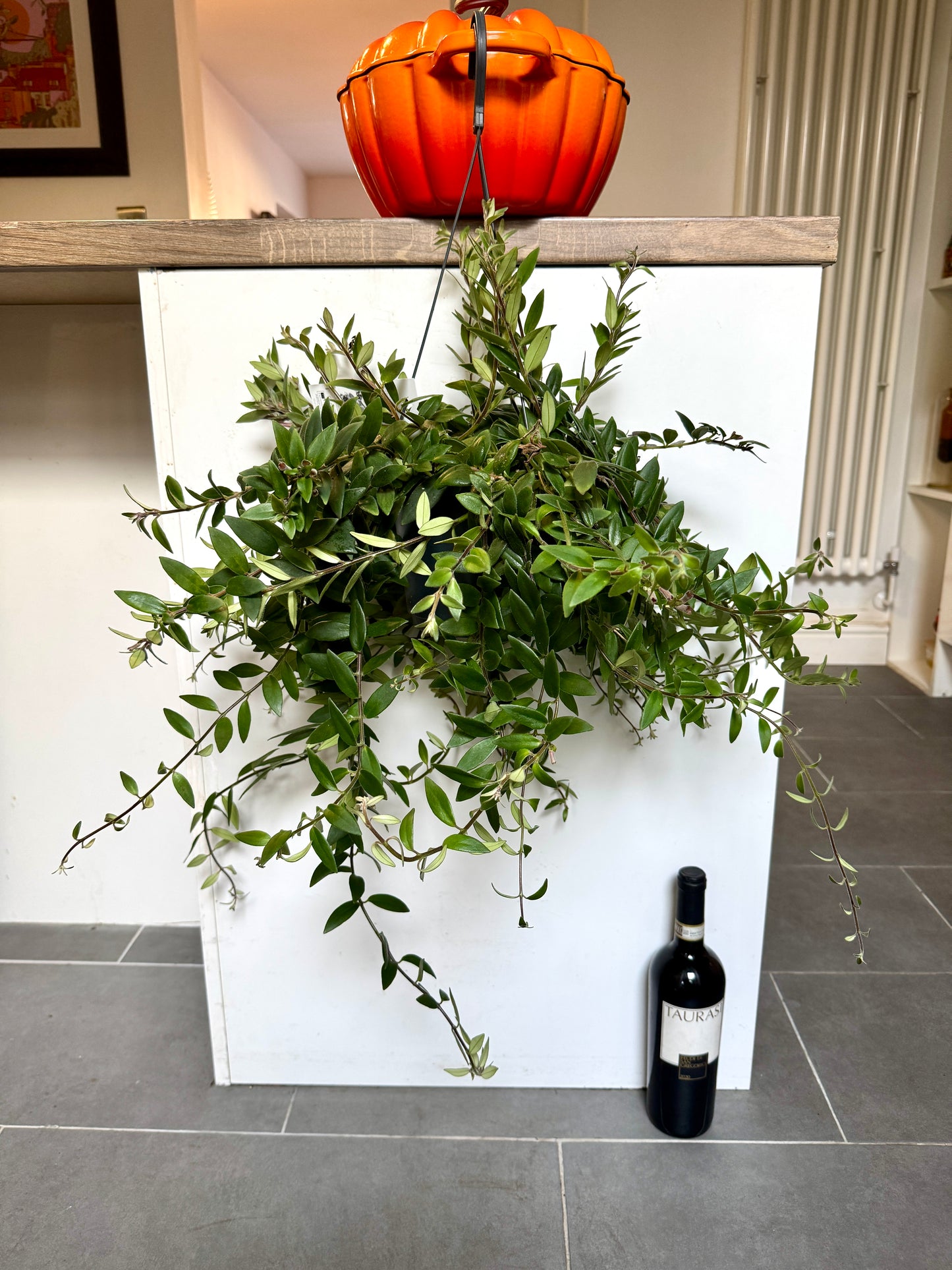 60cm Aeschynanthus Caroline