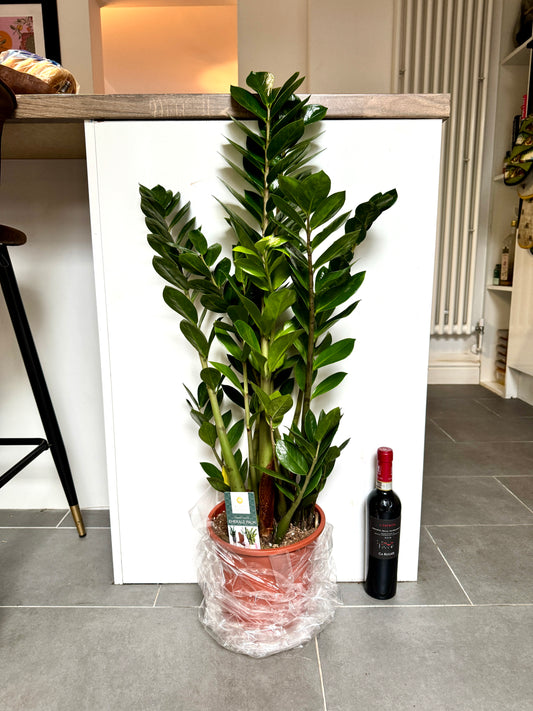 90cm ZZ Plant