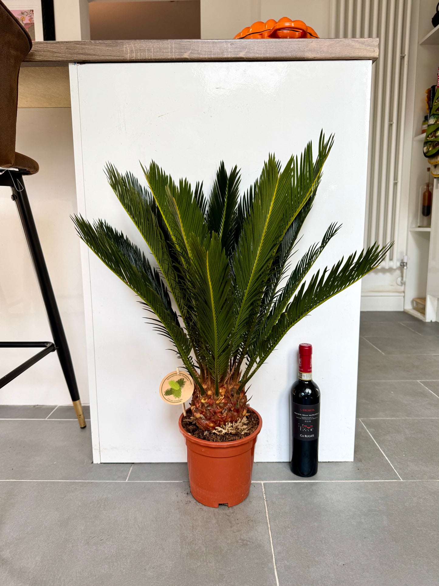 70cm Cycas Revoluta Sago Palm