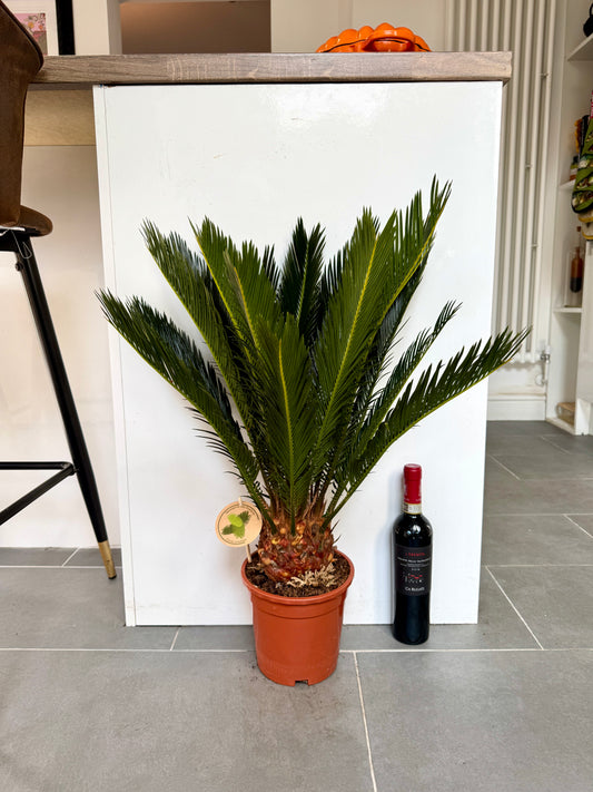70cm Cycas Revoluta Sago Palm