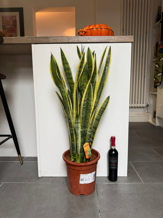 90cm Sansevieria (Snake / Mother in Law’s Tongue Plant)