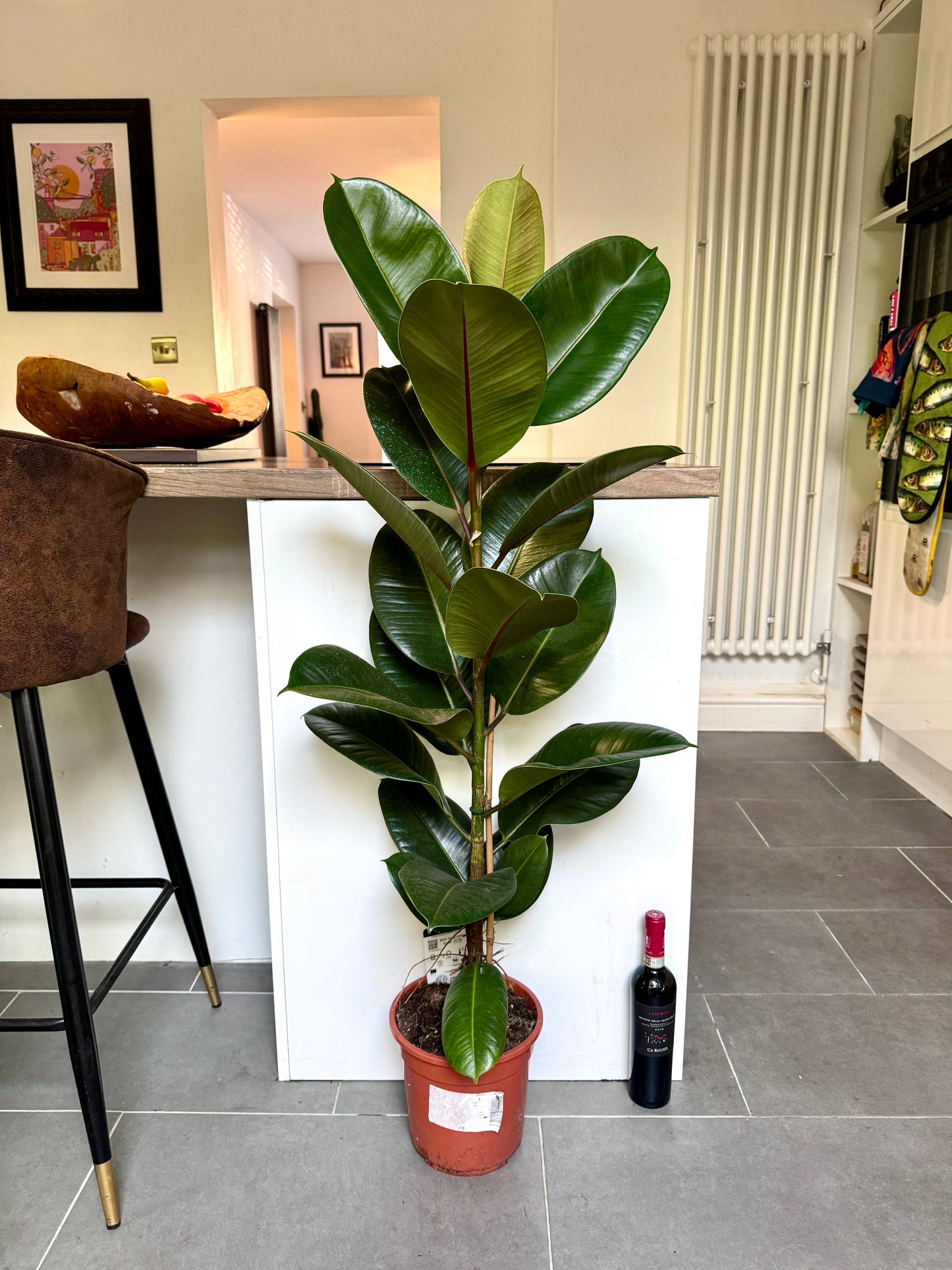 130cm Ficus Elastica (Rubber Plant)