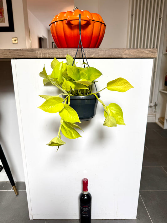 40cm Golden Neon Pothos Devils Ivy