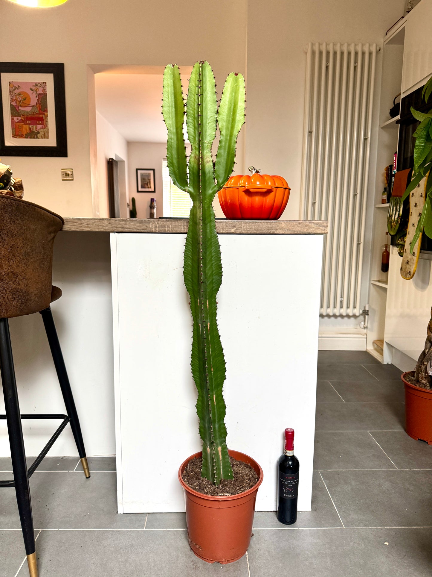 130cm Euphorbia Cactus