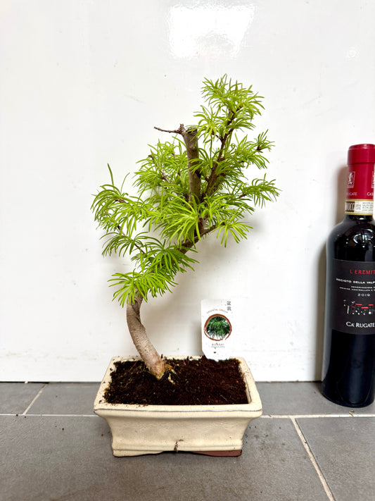30cm Conifer Bonsai Tree