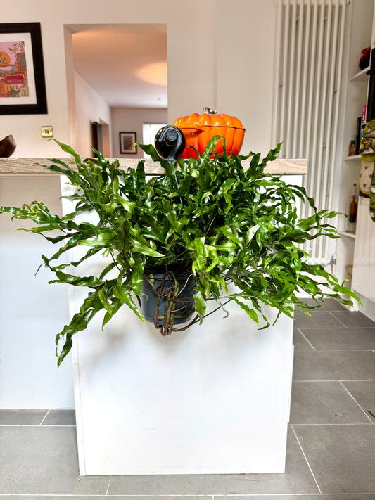 60cm Kangaroo Fern (Microsorum Diversifolium)
