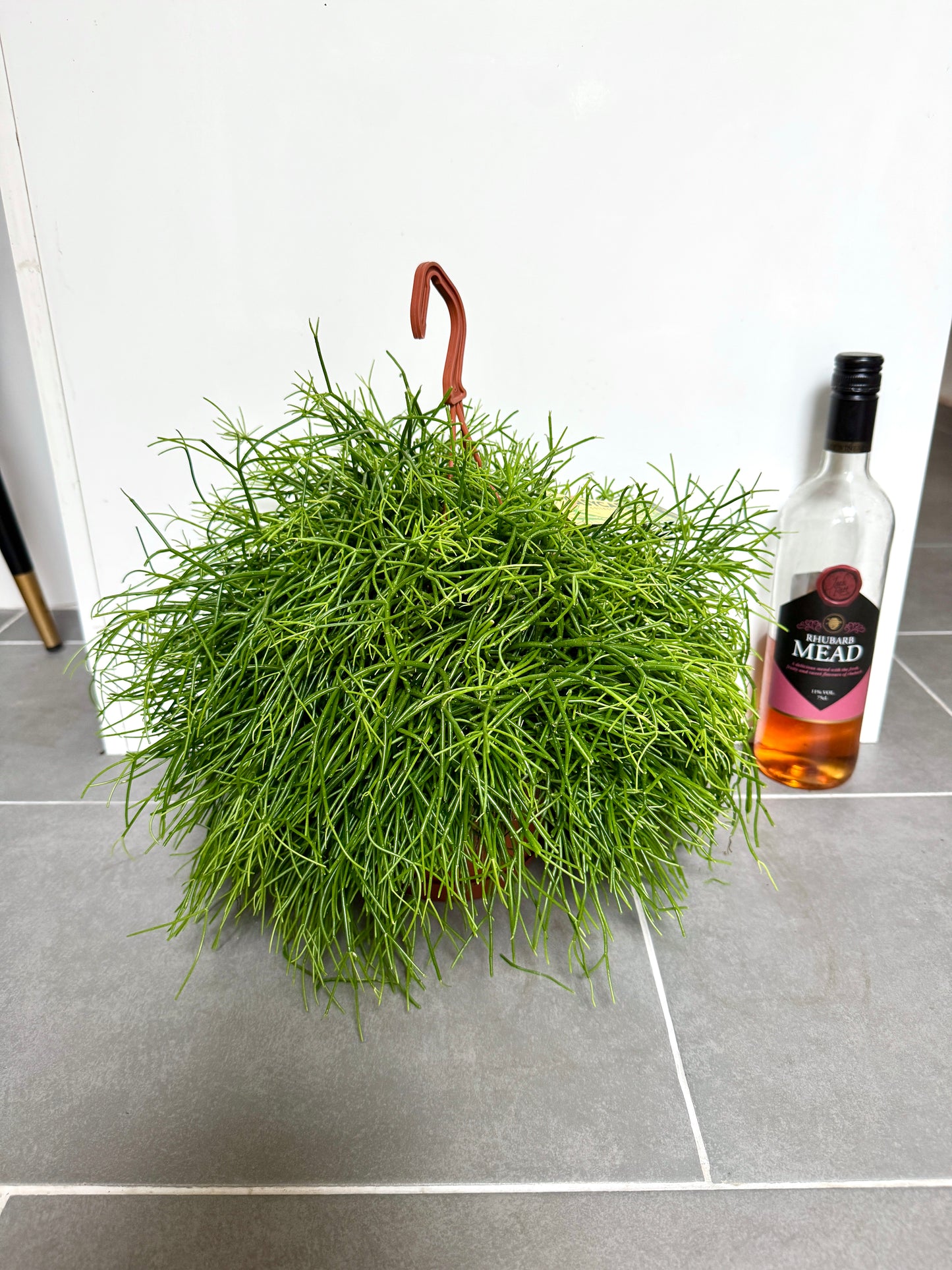 50cm Hanging Rhipsalis Oasis