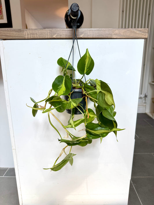50cm Philodendron scandens brasil (Devils Ivy)