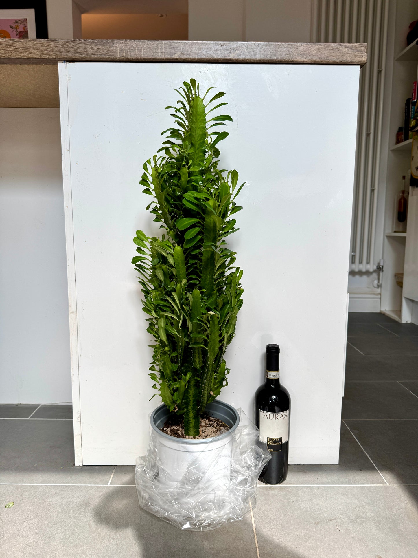 90cm Euphorbia Trigona Cactus