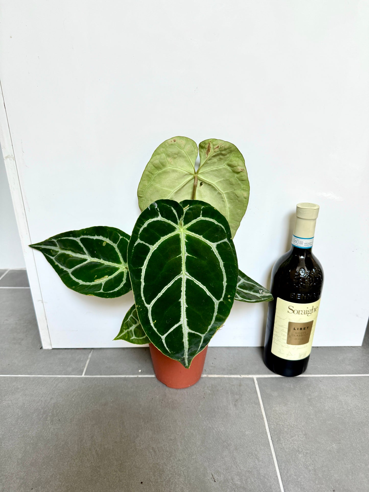 30cm Anthurium