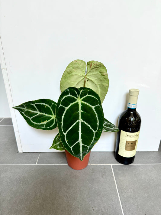 30cm Anthurium
