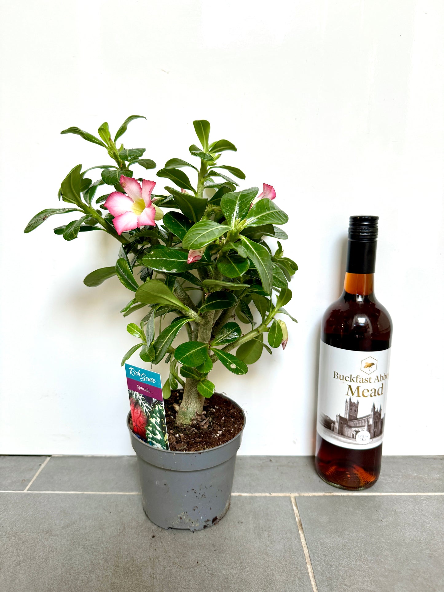 35cm Desert Rose (Adenium)