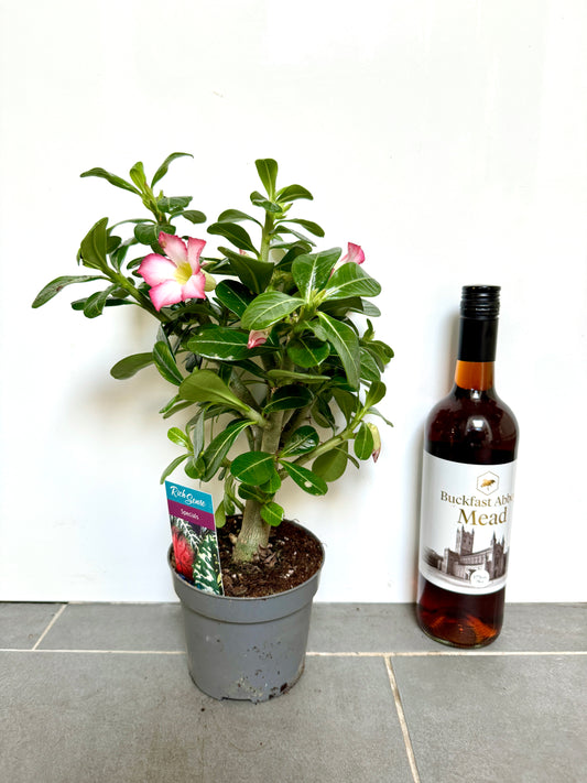 35cm Desert Rose (Adenium)