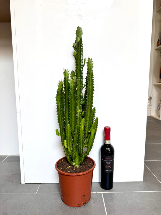 80cm Euphorbia Trigona Cactus