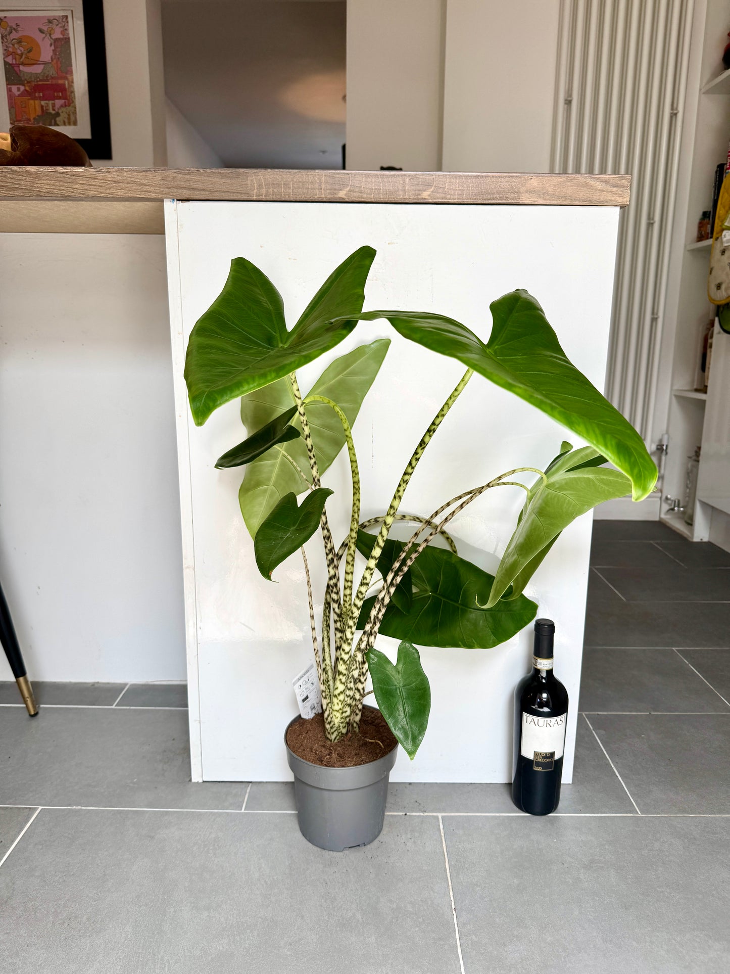 75cm Alocasia Zebrina